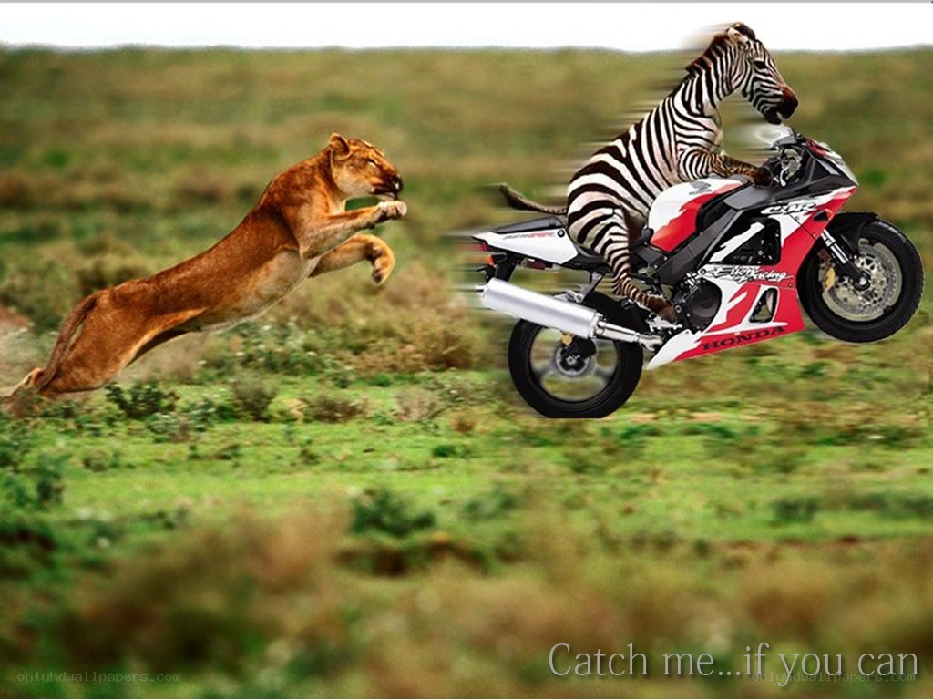 zebra on motorcycle escaping lion