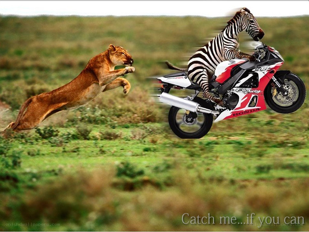 zebra on motorcycle evading lion