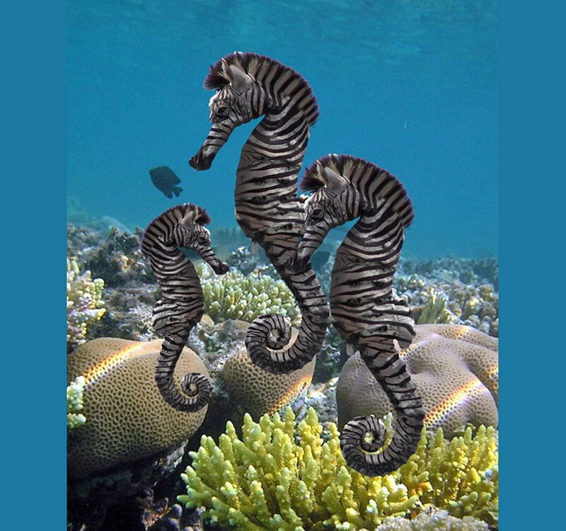 zebra-patterned seahorses on reef