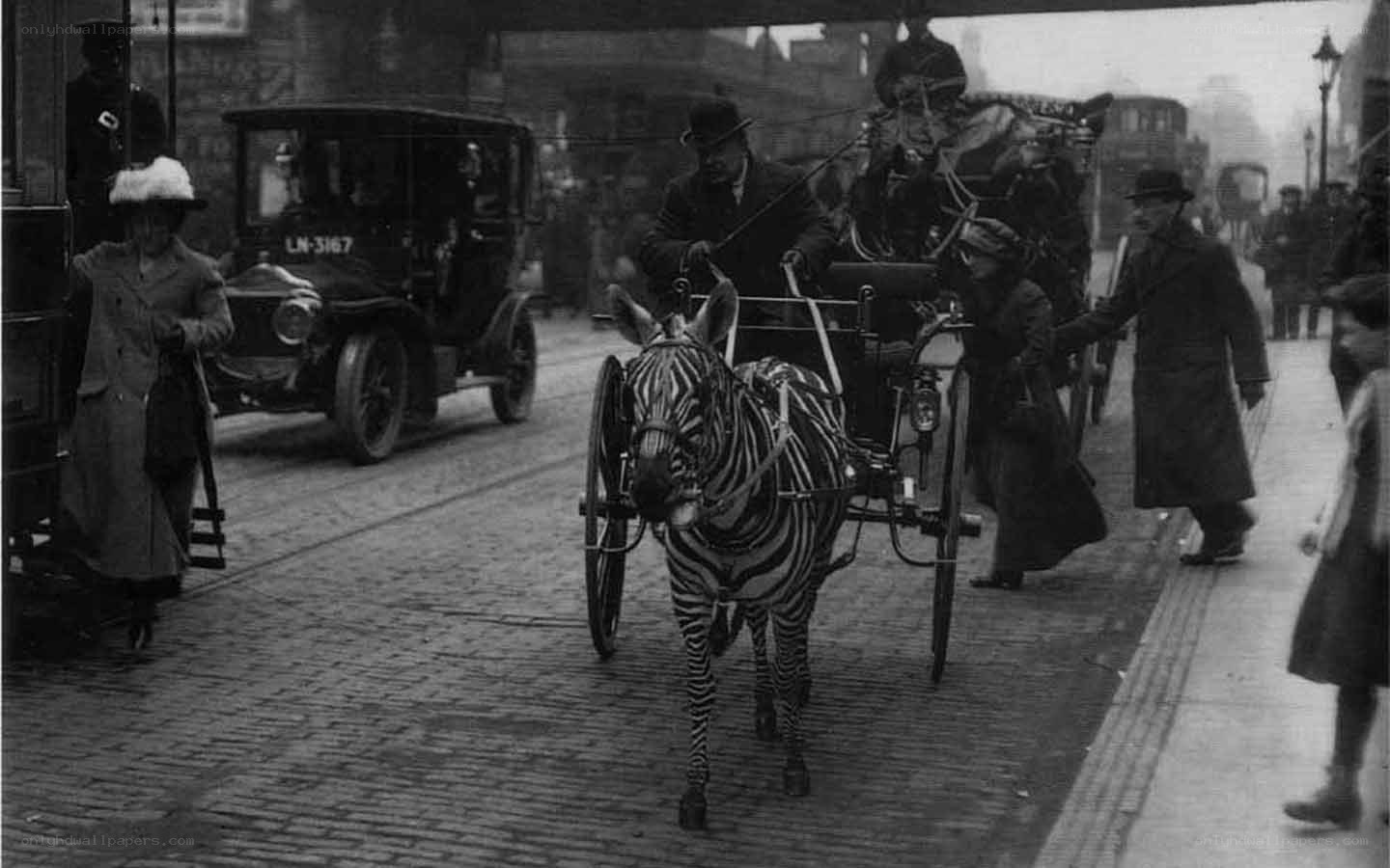 Zebra pulling a carriage in city