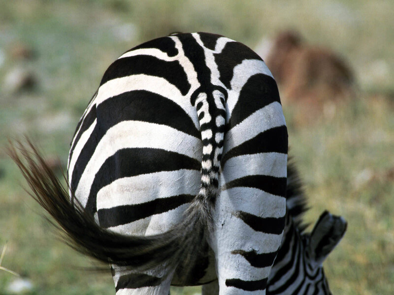 Zebra Rear View — Black, Natural