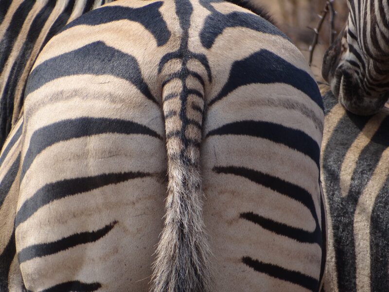 Zebra Rear View — Black
