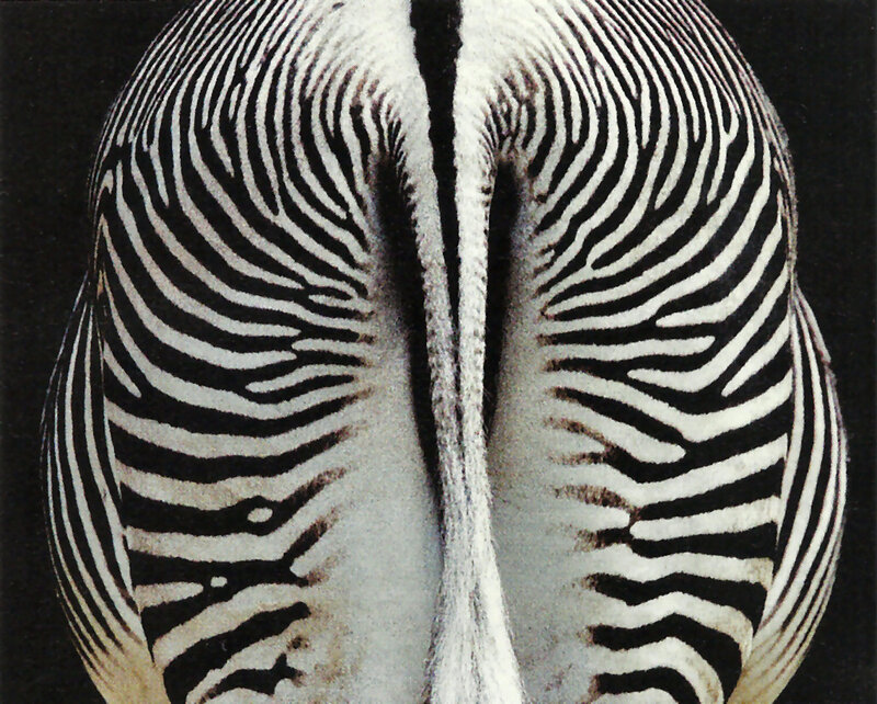 Zebra Rear View