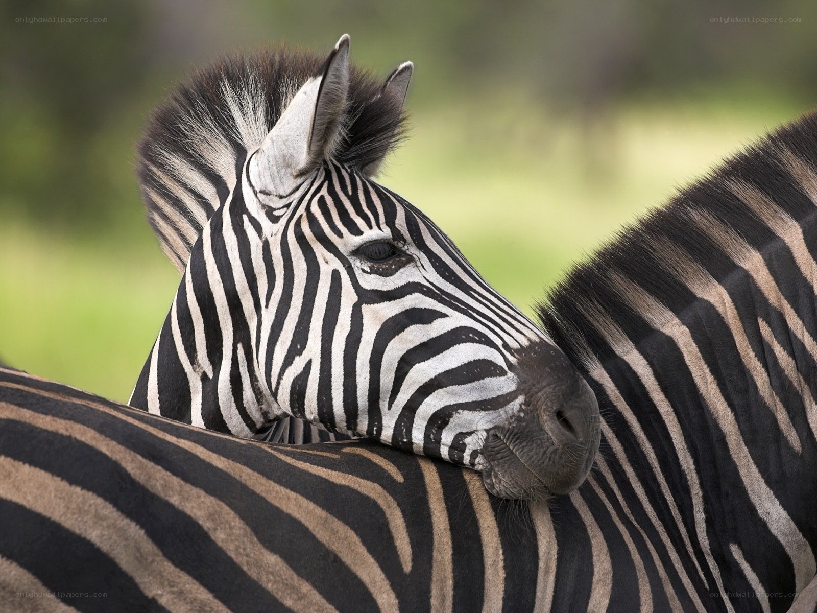 zebra resting on another