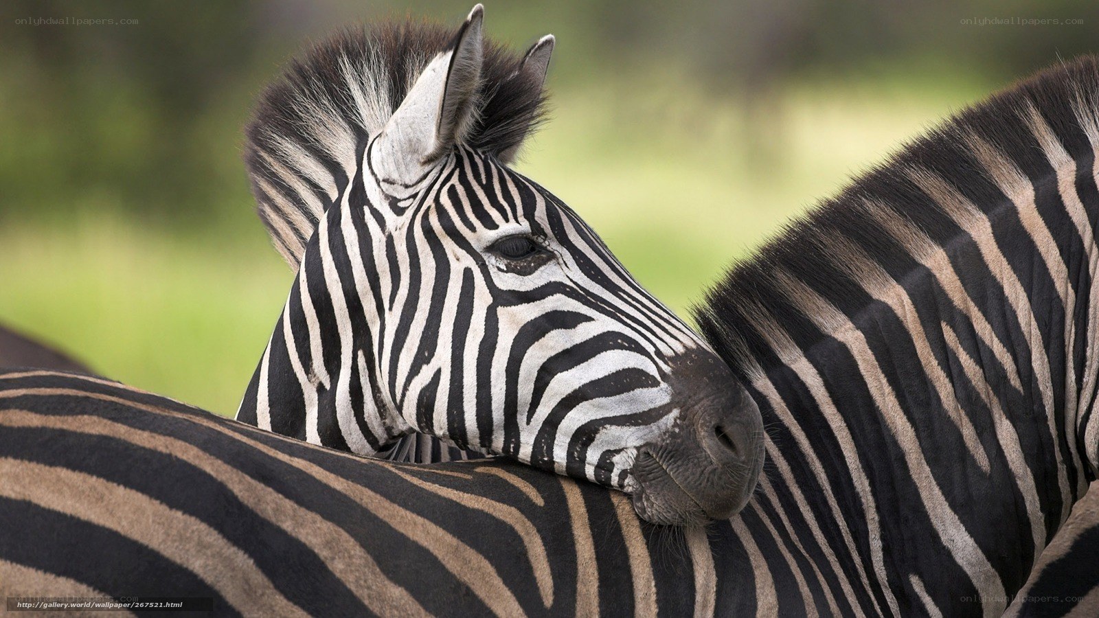zebra resting on another