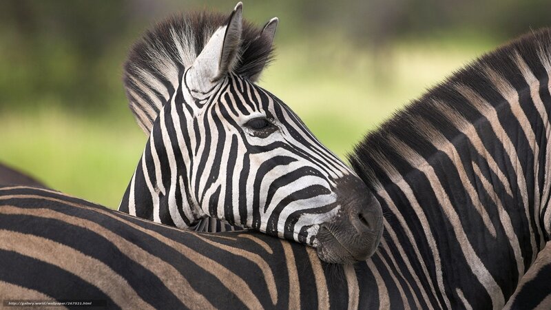 Zebra Resting on Another — Black, Calm, Afternoon