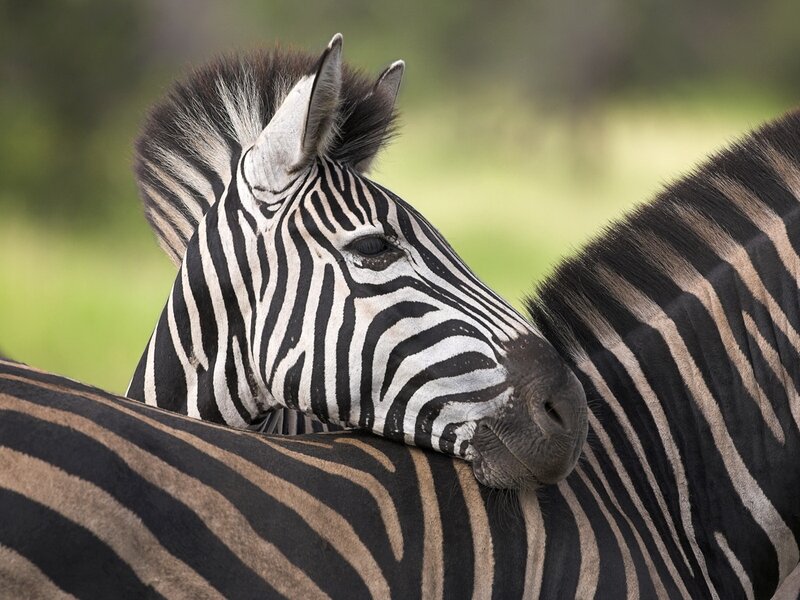 Zebra Resting on Another — Black, Calm
