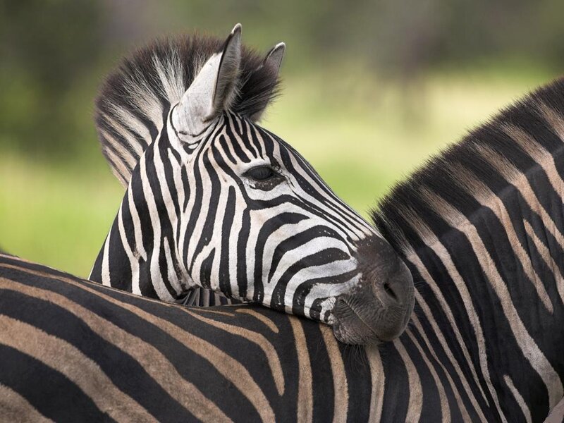 Zebra Resting on Another — Black