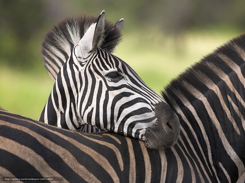 zebra resting on another