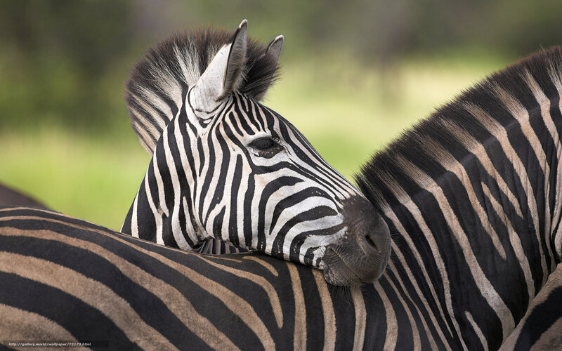 zebra resting on another zebra