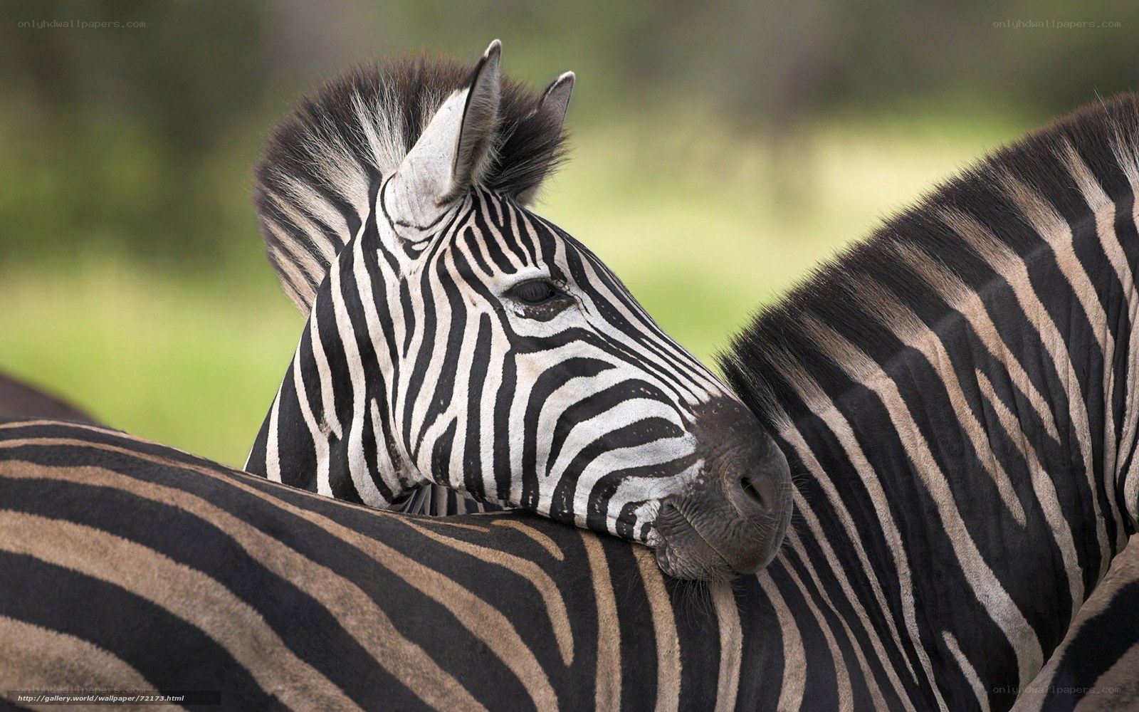 zebra resting on another zebra