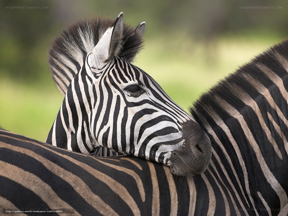 zebra resting on another