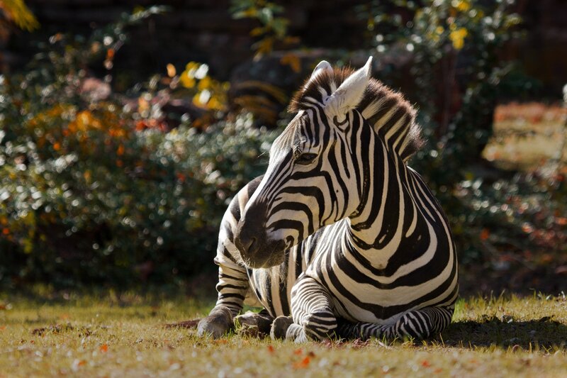 zebra resting on grass