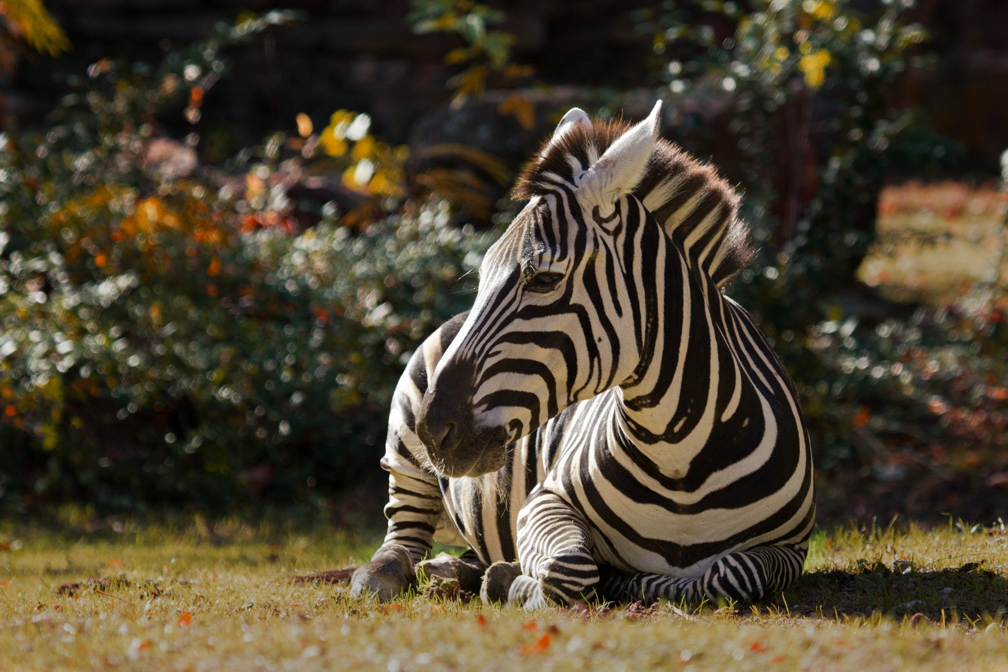 zebra resting on grass