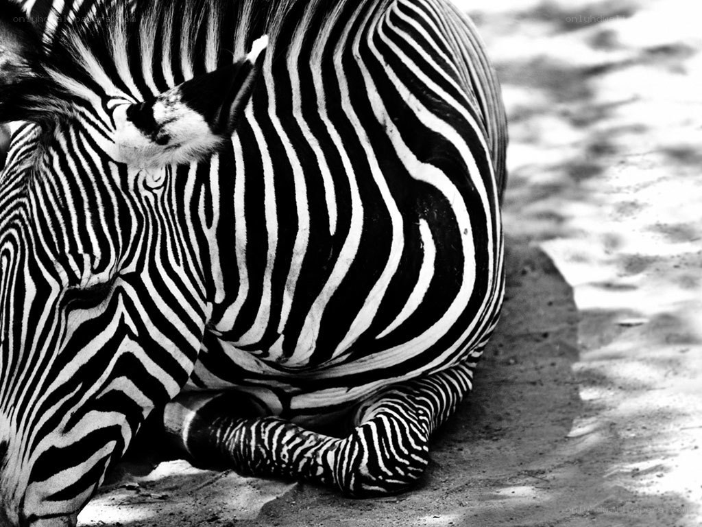 zebra resting on ground