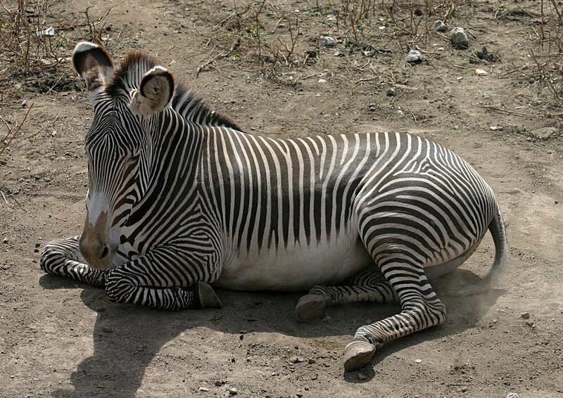 Zebra resting on the ground