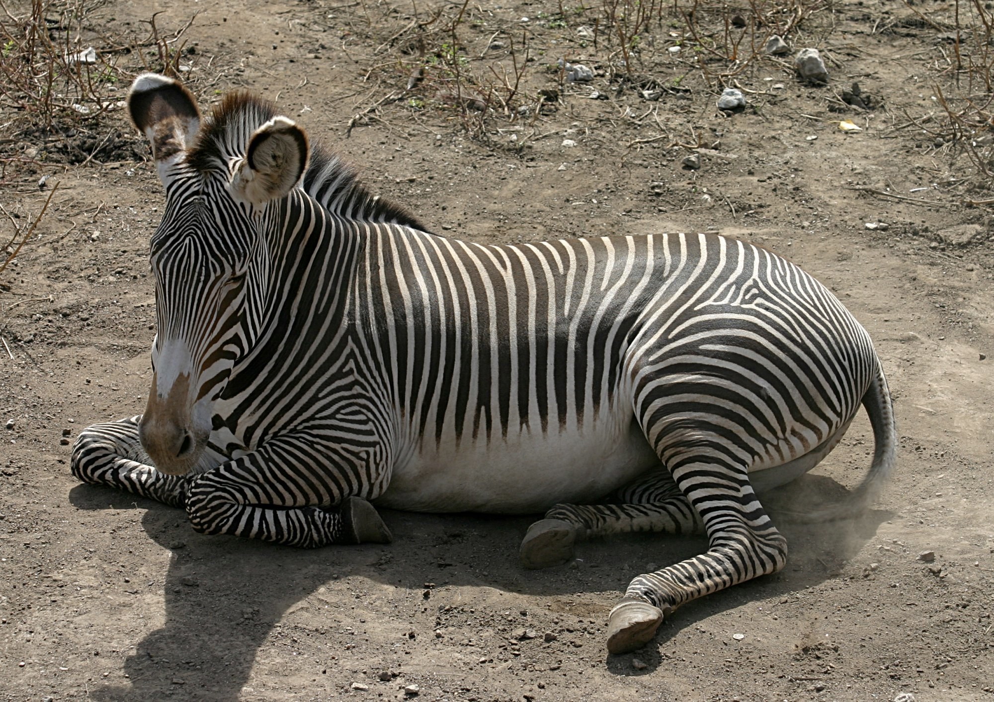 Zebra resting on the ground