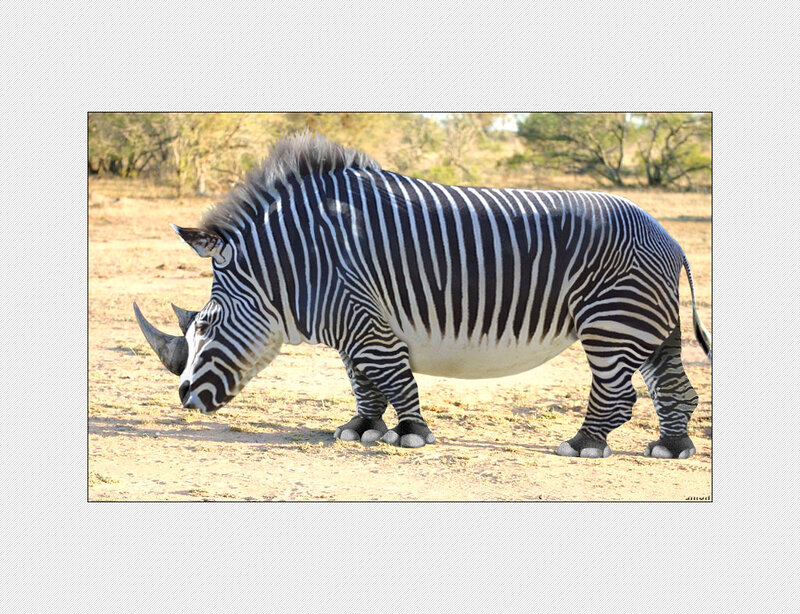 zebra-rhinoceros hybrid