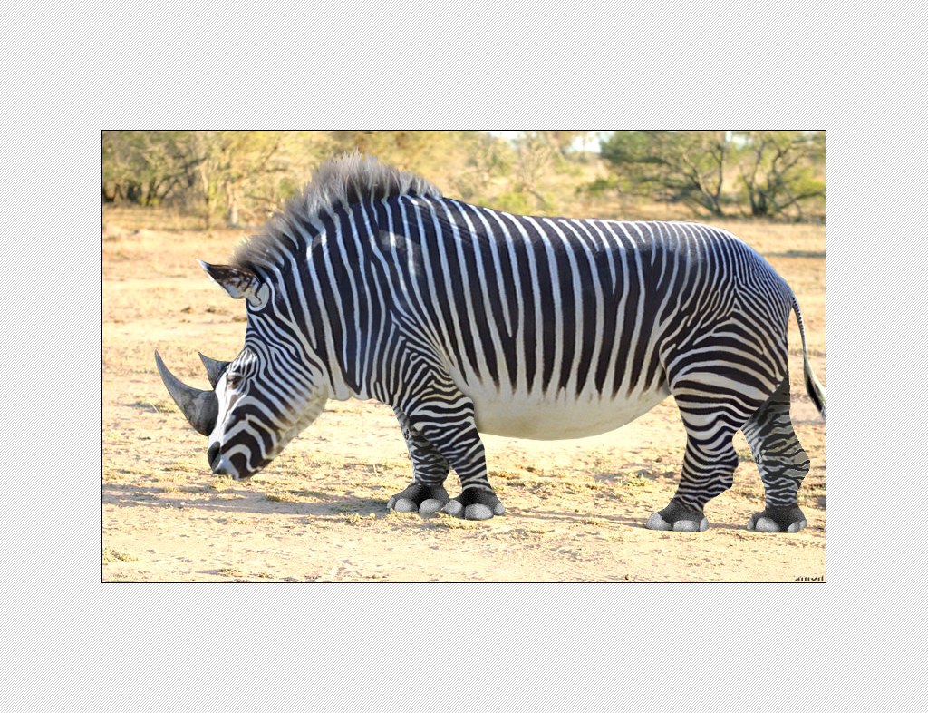 zebra-rhinoceros hybrid