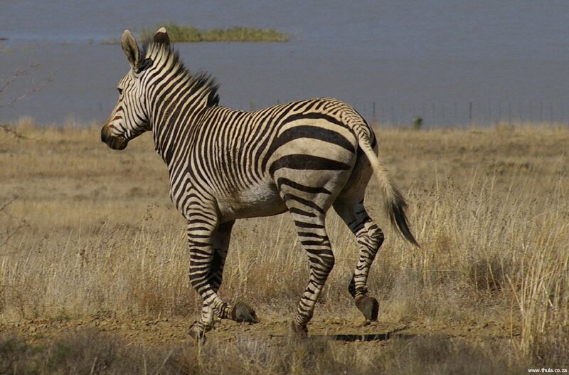 Zebra Running in Field