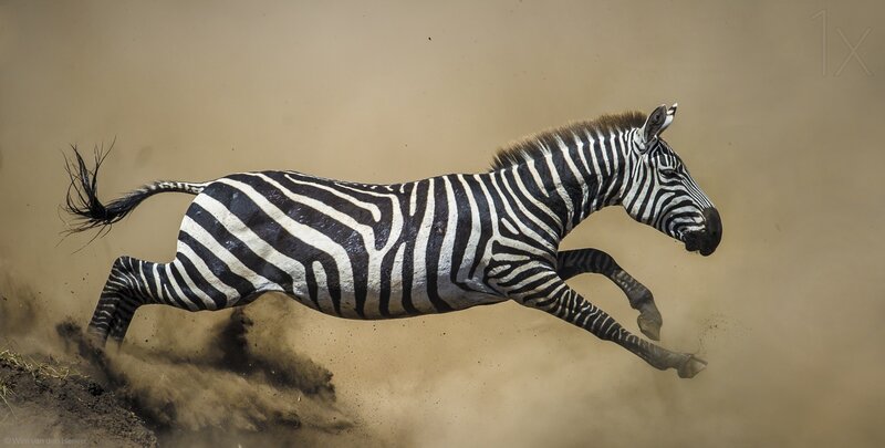 Zebra Running
