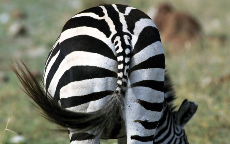 zebra's striped rear view