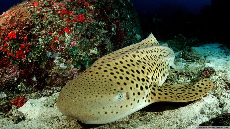 Zebra Shark on Ocean Floor — Brown
