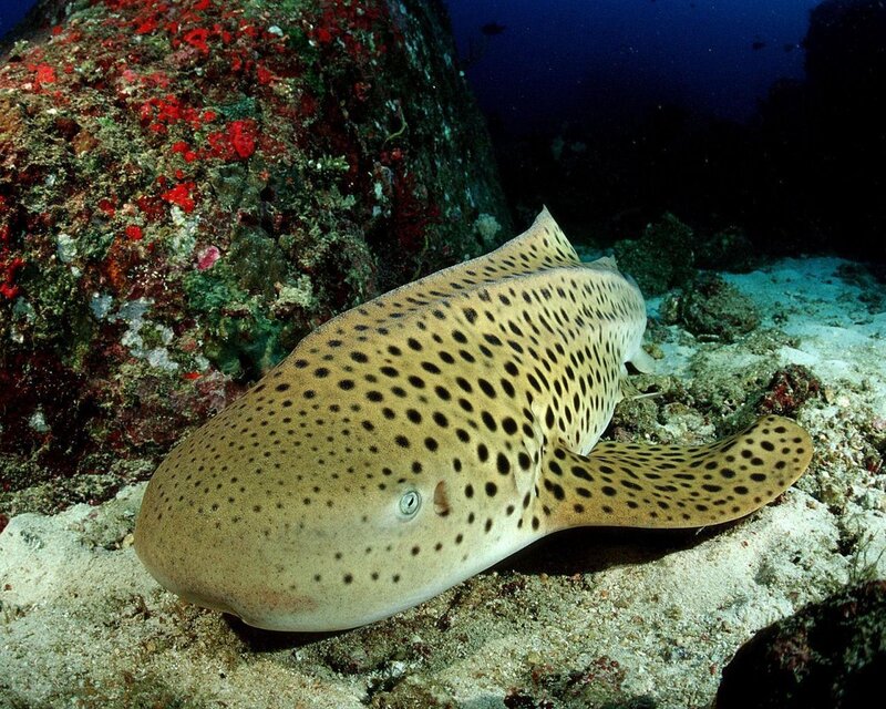 Zebra Shark on Ocean Floor