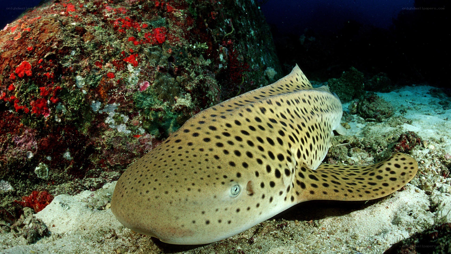 Zebra shark resting on ocean floor