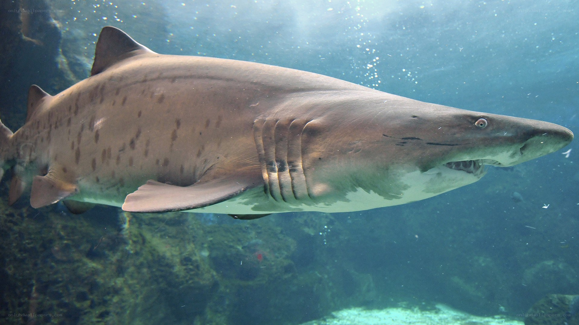 Zebra shark swimming underwater