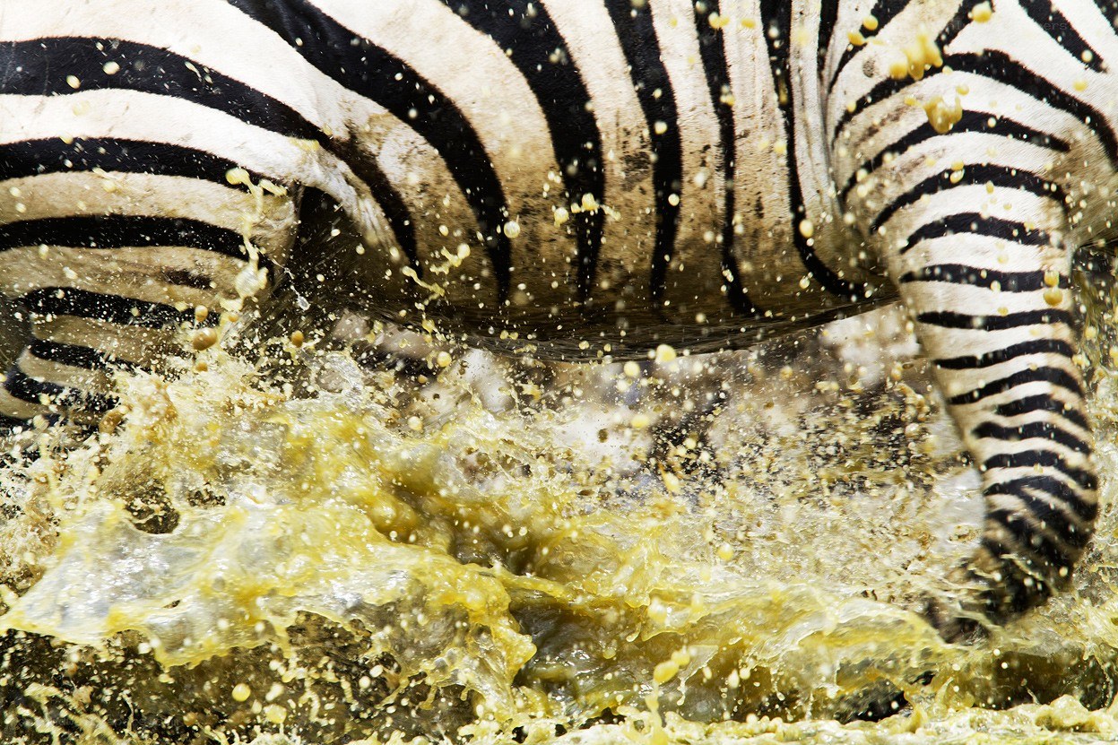 Zebra splashing in muddy water