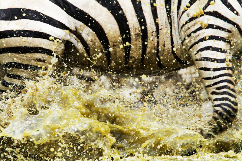 Zebra Splashing in Water