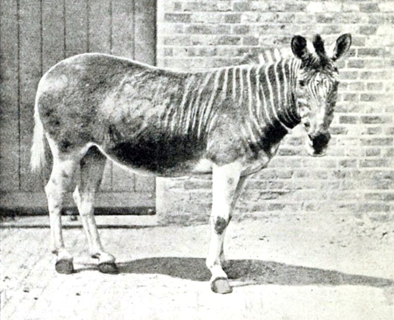 Zebra Standing — Black