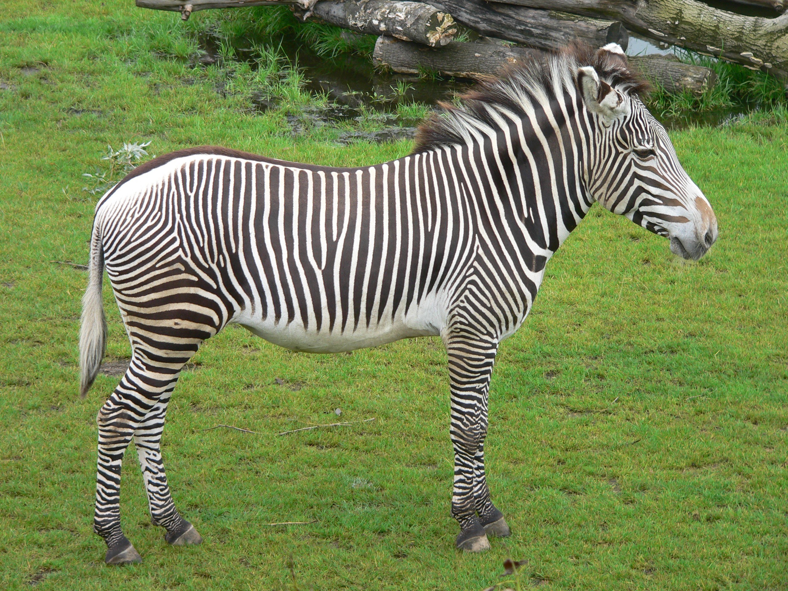 Zebra standing in a grassy field