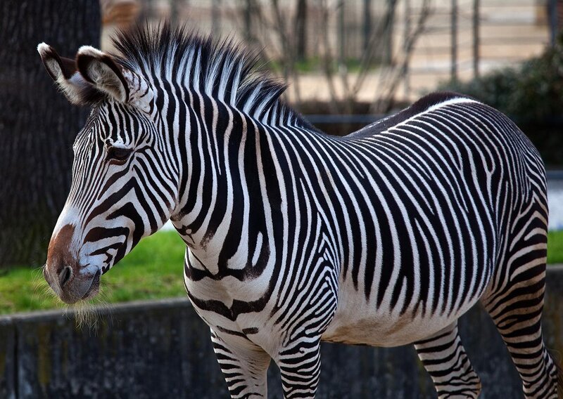 zebra standing in enclosure