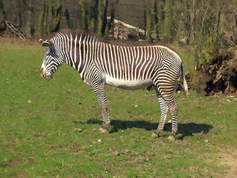 Zebra Standing in Field — Green