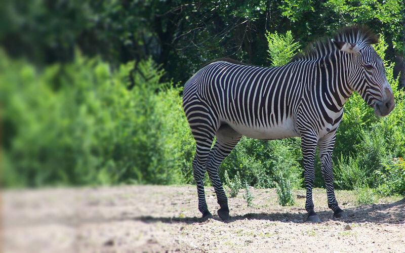 Zebra Standing in Field