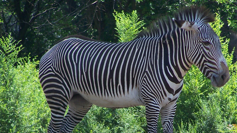 Zebra Standing in Foliage