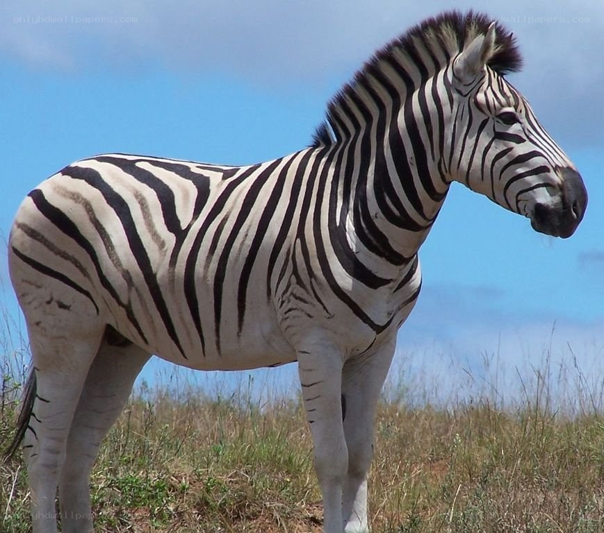 zebra standing in grass