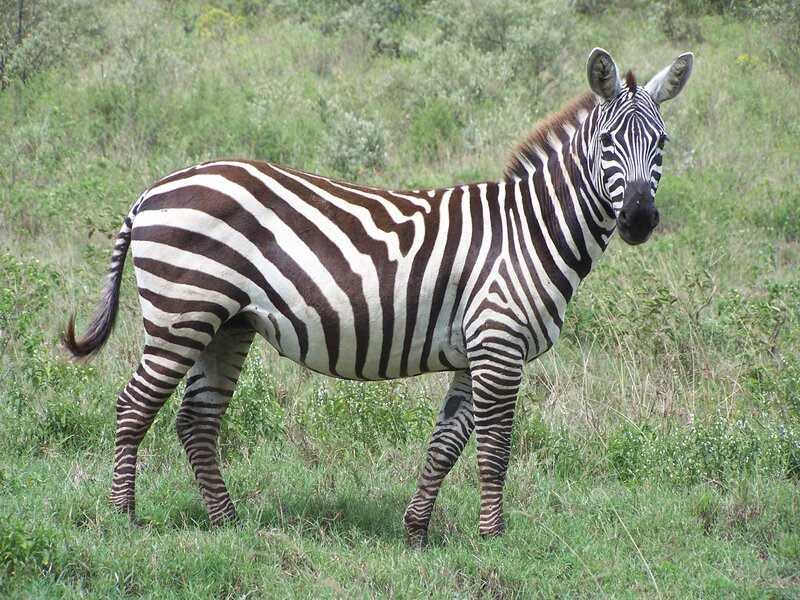 Zebra Standing in Grass — Green