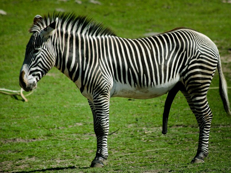 zebra standing in grass