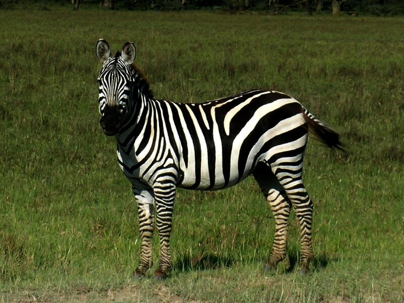 zebra standing in grassy field