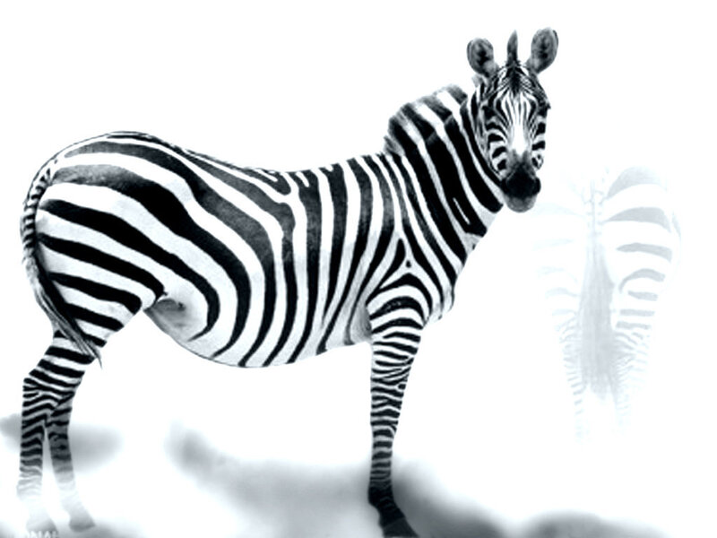 Zebra Standing in White