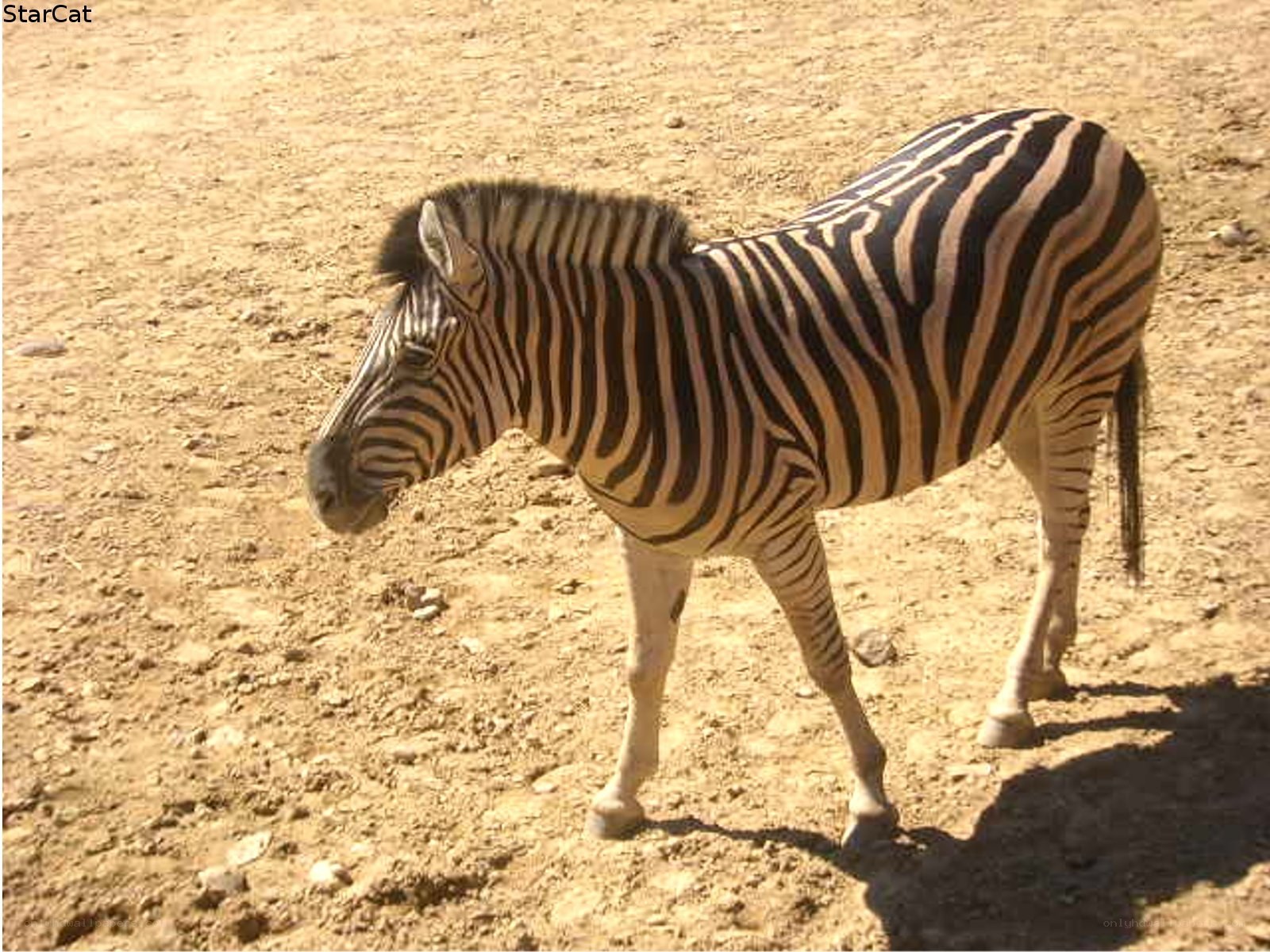 zebra standing on dirt