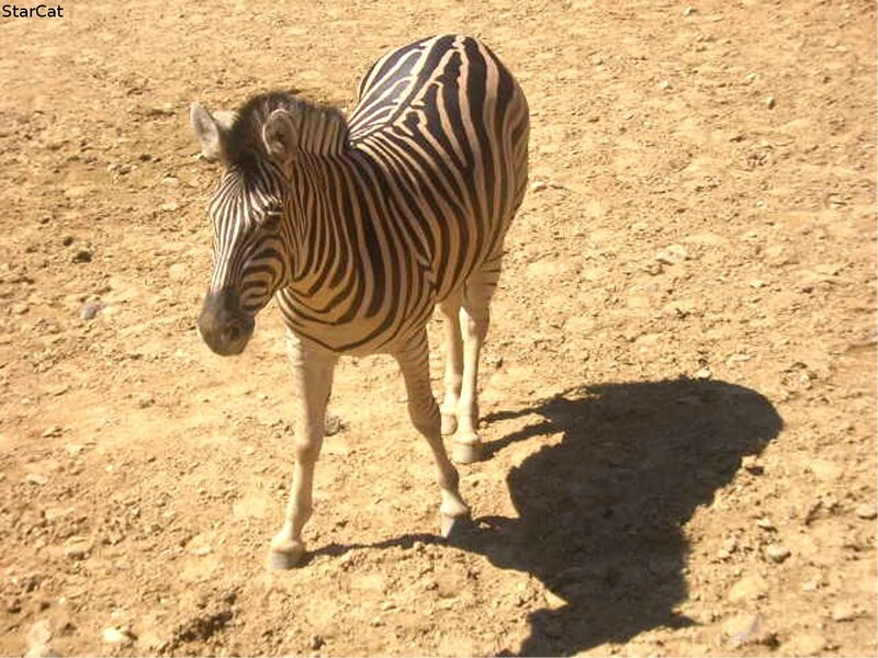 Zebra Standing on Dirt — Brown, Neutral, Afternoon
