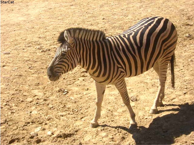 Zebra Standing on Dirt — Brown, Neutral