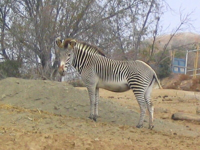 Zebra Standing on Dirt — Brown