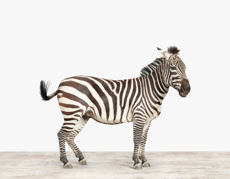 Zebra Standing