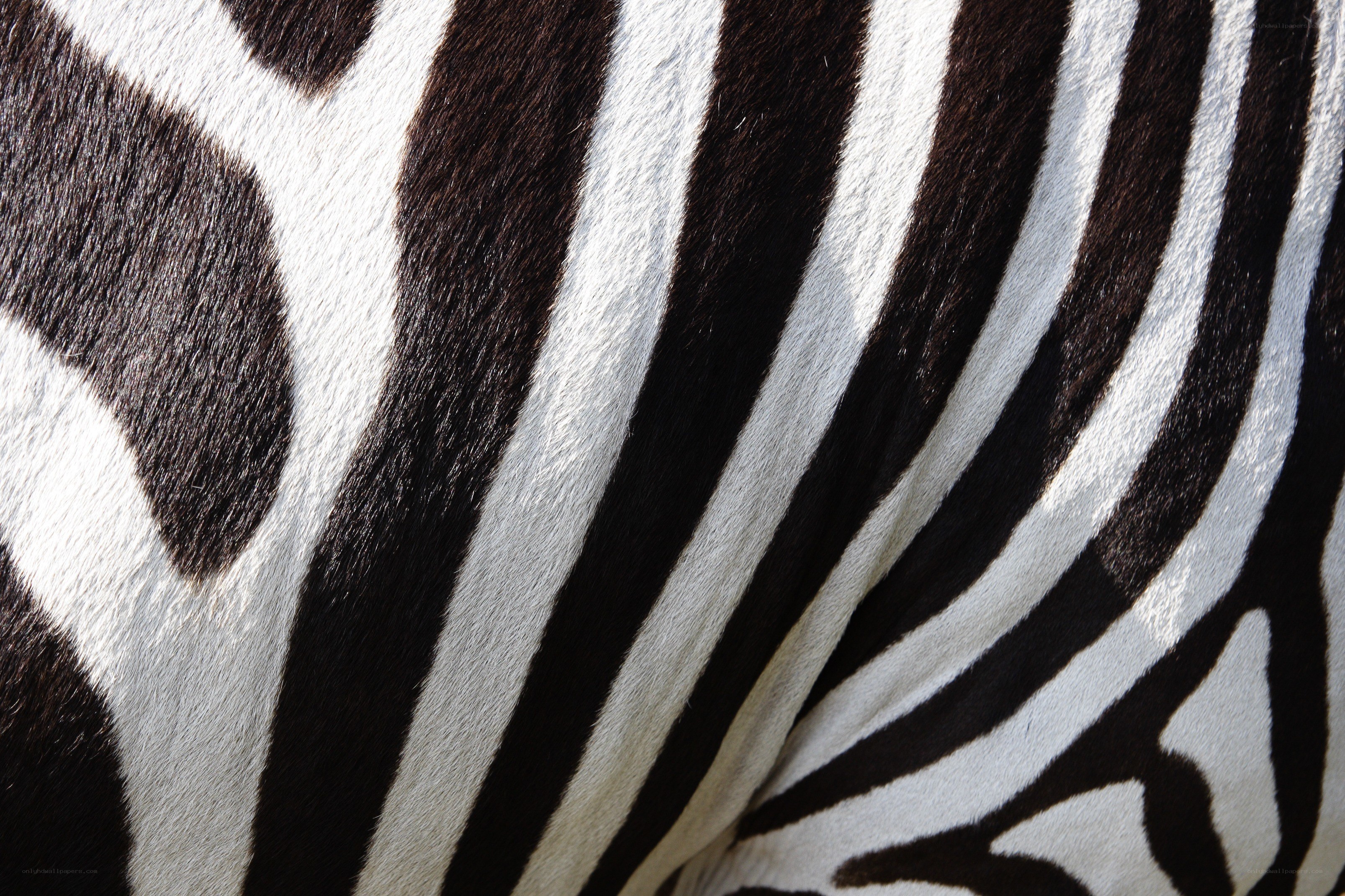 zebra stripe pattern