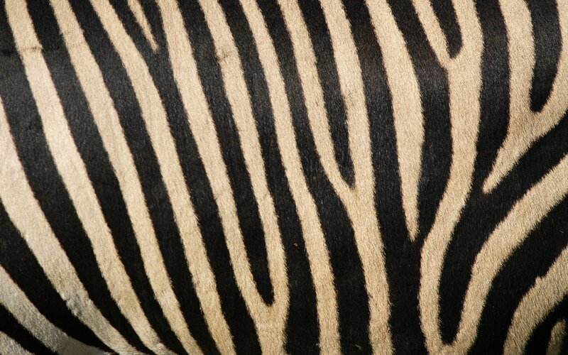 zebra stripe pattern